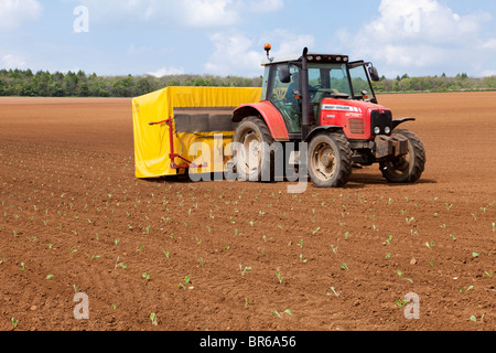 Anpflanzung von Brussel Sprossen auf der Cotswolds nahe dem Dorf Taddington, Gloucestershire Stockfoto