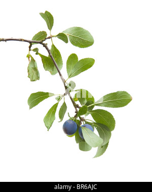 Prunus Spinosa (Schlehe, Schlehe) kleiner Zweig mit Beeren, die isoliert auf weißem Hintergrund Stockfoto