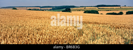 Panoramablick auf Gebiet der Weizen reif für die Ernte in der englischen Landschaft Stockfoto