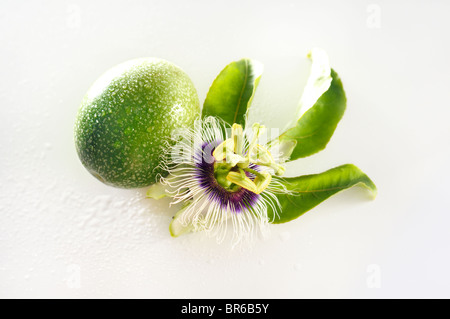Passionsblume (Passiflora Wurzelsud) und Maracuja Früchten isoliert weiß mit Wassertropfen Stockfoto