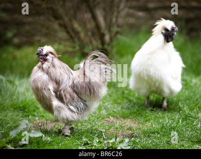 Blaue Silkie seidig Huhn Stockfoto