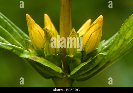 Gefleckter Enzian, Gentiana Trommler, Valsavarenche, Italien Stockfoto