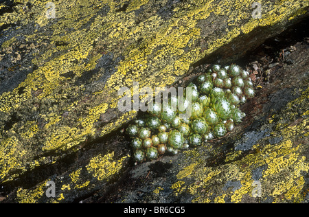 Spinnennetz Hauswurz (und Flechten) Sempervivum Arachnoideum, Valsavarenche, Italien Stockfoto