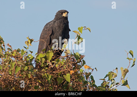 Große Black Hawk Stockfoto