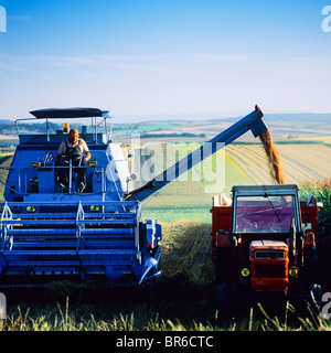 KOMBINIEREN SIE MÄHDRESCHER ENTLEEREN WEIZENKORN IN TRAILER-ELSAß-FRANKREICH Stockfoto
