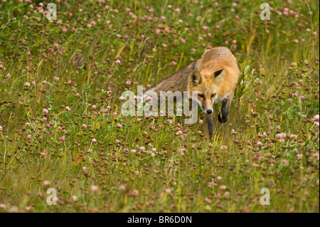 Eine Rotfuchs stalking durch eine wilde Wiese, auf der Suche nach Beute. Stockfoto