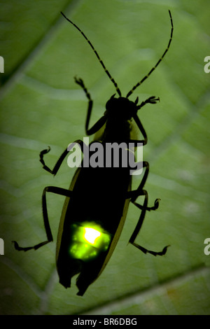 Glühwürmchen in der Nacht - Glühwürmchen blinkt Stockfoto