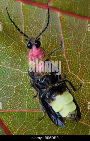 Firefly - Glühwürmchen auf Blatt Stockfoto