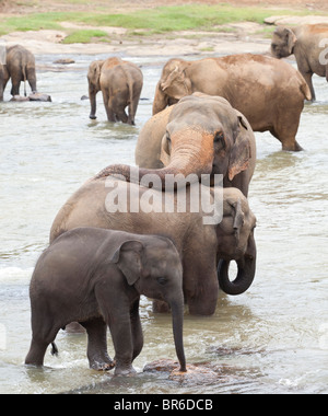 Eine Herde Elefanten Baden in einem seichten Fluss in der Nähe von The Pinnawela-Elefantenwaisenhaus in Sri Lanka Stockfoto