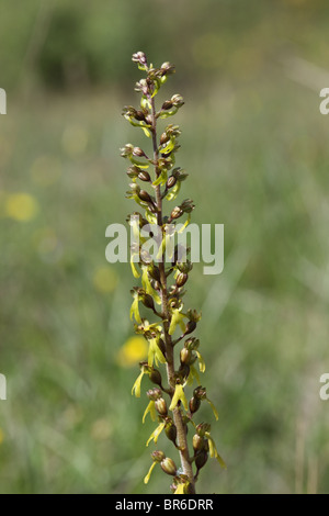 Gemeinsamen Nestwurzen Listera Ovata Blume Stockfoto