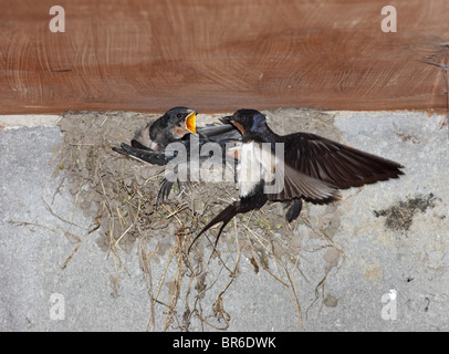 Erwachsene schlucken Hirundo Rustica füttern ihre Jungen am Nest Vereinigtes Königreich Stockfoto