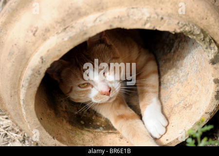 Eine Ingwer Katze in einen stillgelegten Schornstein ausruhen in der Sonne Stockfoto