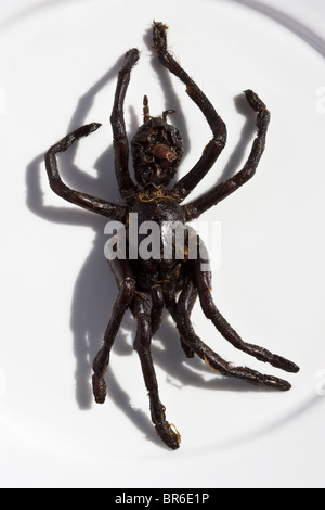 Gebratene Tarantula Spider, wie sie in Kambodscha als Streetfood verkauft wird - ein Beispiel für das seltsame oder seltsame Essen, das von Menschen auf der ganzen Welt gegessen wird Stockfoto