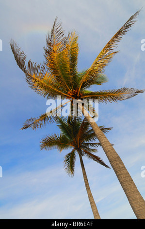 Zwei tropischen Kokosnuss-Palmen unter blauem Himmel Stockfoto