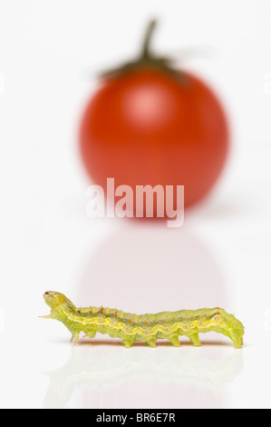 Grüne Raupe; Cherry-Tomate; Kohl Motte Larve (Mamestra Brassicae) Stockfoto