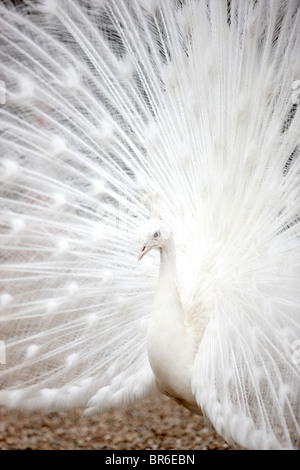 Weißer Pfau Stockfoto