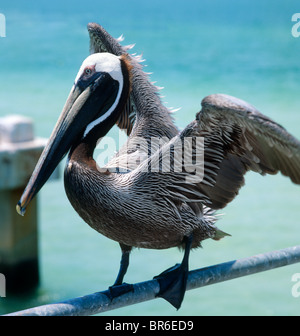 Nahaufnahme von ein brauner Pelikan (Pelecanus Occidentalis) auf dem Pier in Clearwater Beach, Golfküste, Florida, USA Stockfoto