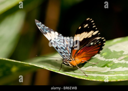 Cracker Schmetterling (Hamadryas Amphinome) Stockfoto