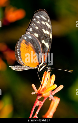 Longwing Schmetterling (Heliconius Erato) Stockfoto