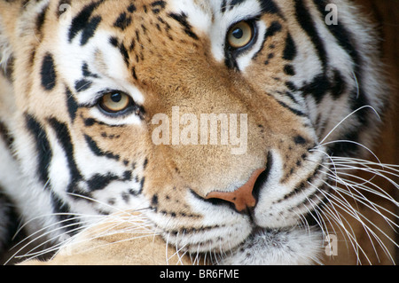 Männliche (Sibirien) Amur Tiger Blick in die Kamera (Kopfschuss) Stockfoto