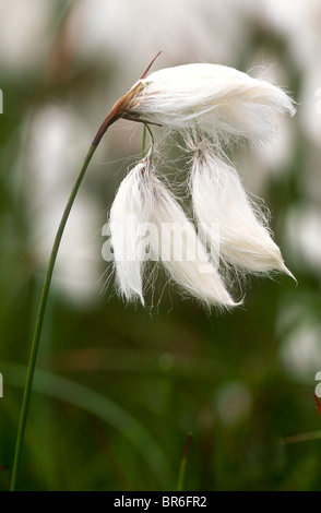 Hares Tail (Wollgras) Wollgras Vaginatum, Hallam Moors, South Yorkshire Stockfoto