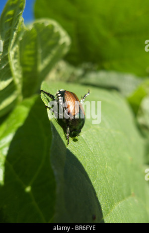 Ein einzelnes Nachsaison japanische Käfer ernährt sich von einem Blatt vor der Migration auf den Boden Stockfoto