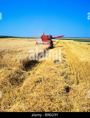 MÄHDRESCHER IM WEIZENFELD ALSACE FRANCE EUROPE Stockfoto