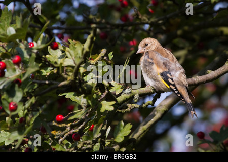 Stieglitz (Cadruelis Zuchtjahr) juvenile thront auf einem Ast Stockfoto