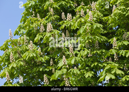 Rosskastanie Baum in voller Blüte im Cotswold Dorf von Laverton, Gloucestershire Stockfoto