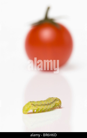 Raupe kriecht in Richtung Cherry-Tomate; Kohl Motte Larve (Mamestra Brassicae) Stockfoto