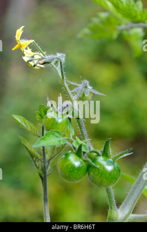 Unreifen Tomaten. Stockfoto