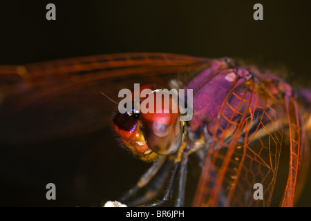 Männlichen violetten Dropwing Libelle hautnah Stockfoto