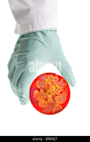 Eine Laborantin holding eine Petrischale mit einer Bakterienkultur wächst in ihr, Nahaufnahme der hand Stockfoto