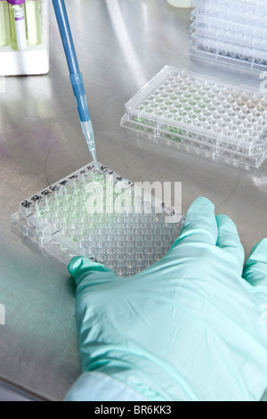 Eine Laborantin mit Hilfe einer Pipette, Proben in ein Tablett mit Reagenzgläsern, Nahaufnahme von Hand setzen Stockfoto