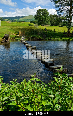 Trittsteine, die im Sommer den Fluss Rothay überqueren, in der Nähe von Ambleside Lake District National Park Cumbria England Vereinigtes Königreich Großbritannien und Nordirland GB Großbritannien Stockfoto