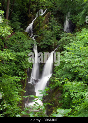 Stockghyll Force Wasserfälle in der Nähe von Ambleside im Sommer Cumbria Lake District National Park England Vereinigtes Königreich GB Großbritannien Stockfoto