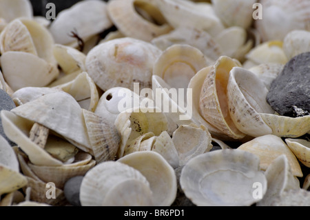 Gemeinsame Limpet Muscheln Stockfoto