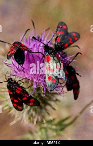 Gruppe von sechs entdeckt Burnets (Zygaena Filipendulae) Gewinnung von Pollen aus einer Distel in der englischen Landschaft. Stockfoto