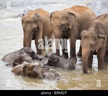 Eine Herde Elefanten Baden in einem seichten Fluss in der Nähe von The Pinnawela-Elefantenwaisenhaus in Sri Lanka Stockfoto