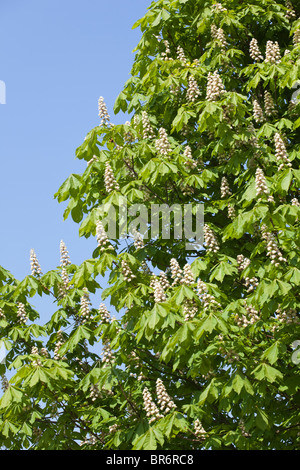Rosskastanie Baum in voller Blüte in Laverton, Gloucestershire Stockfoto