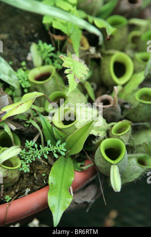 Gattung: Nepenthes.  Tropische Kannenpflanze oder Affe-Cup. Stockfoto