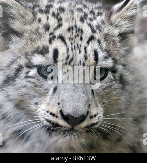 Weibliche Snow Leopard Cub (Nahaufnahme) Stockfoto