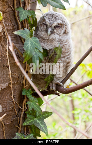 Waldkauz - Strix aluco Stockfoto