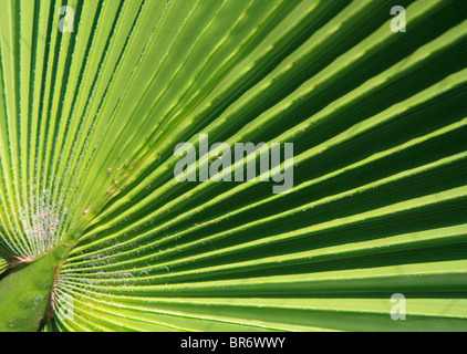 Sehr detaillierte hochauflösende Nahaufnahme von einem frischen grünen Palmen lassen Stockfoto