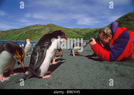 Touristen fotografieren Royal Pinguin am Strand auf Macquarie Island, Tasmanien, Australien Stockfoto