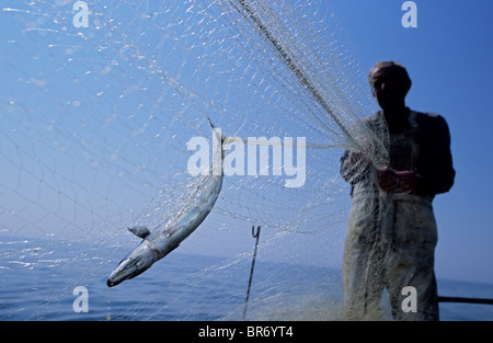 Makrele {Scomber Scombrus} in Treibnetzen, als Fischer in einer Fischerei am Ärmelkanal, Hast im geschleppten gefangen Stockfoto