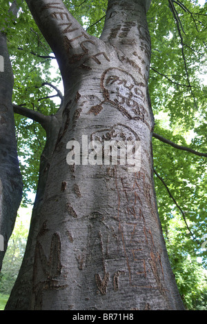 Initialen in die glatte Rinde der Buche Baum geschnitzt Stockfoto