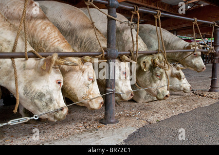 Charolais fesselte während eines Viehmarktes eng. Stockfoto