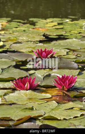 Roten Seerosen Stockfoto