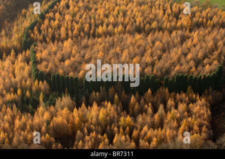 Luftbild der Bäume im Herbst Großbritannien mit einer Reihe von Evergreens, die das Muster von goldbraun durchbrechen. Cannock Chase Stockfoto